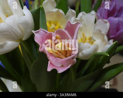 Pinkfarbene Tulpen mit gelben Staubblättern. Die zarten rosafarbenen Blüten versprühen Charme und Weiblichkeit, während die hellgelben Staubblätter einen lebendigen, fröhlichen und fröhlichen Touch verleihen Stockfoto