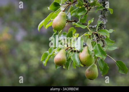 Nahaufnahme von Birnen auf einem Baumzweig mit üppigem Garten Hintergrund. Birnen auf einem Zweig in einem Garten. Stockfoto