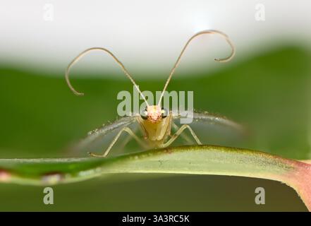 Eine grüne Schnürung, Arnside, Milnthorpe, Cumbria, UK die grüne Schnürung ist ein lindgrünes, zartes Insekt mit durchscheinendem, kompliziertem Charakter Stockfoto
