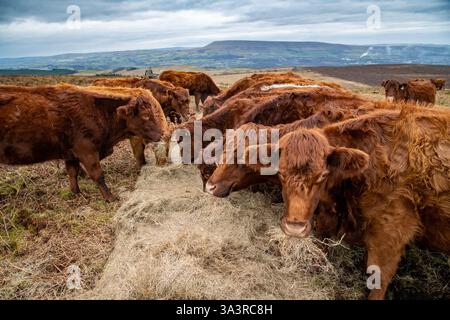 Luing-Rinderfütterung auf Heu in der Nähe von Clitheroe, Lancashire, Großbritannien. Stockfoto
