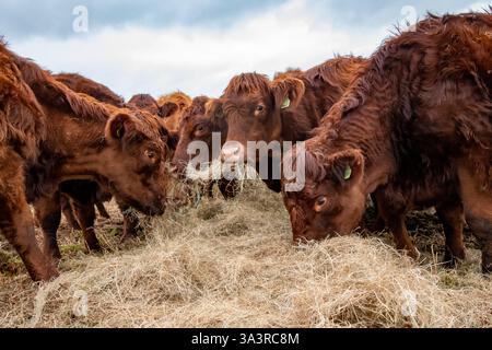 Luing-Rinderfütterung auf Heu in der Nähe von Clitheroe, Lancashire, Großbritannien. Stockfoto