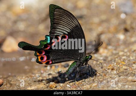 Seitenansicht des Pariser Pfau-Schmetterlings, Papilio paris, Fütterung am Boden, Thailand Stockfoto