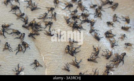 Tote Fliegen auf einer Oberfläche Stockfoto