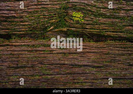 Nahaufnahme einer alten Holzplanke aus einem Schiffswrack mit Moos, das in den Rissen wächst, für Hintergründe und Texturen Stockfoto