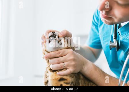 Zahnärztliche Untersuchung in der Tierklinik durch einen Tierarzt, um die Zahngesundheit der schönen Bengalkatze zu bestimmen. Stockfoto