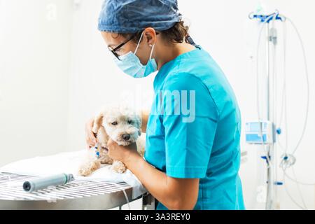 Tierärztliche Fachleute, ein Tierarzt und Techniker bereiten süßen kleinen Hund für eine Operation in der Tierklinik vor. Stockfoto