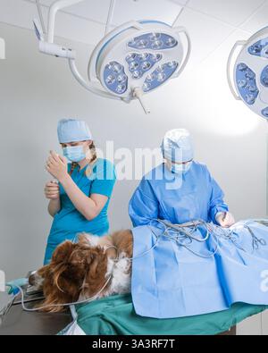 Tierarzt näht den Hund unter Narkose nach operativer Operation in einer Tierklinik. Veterinärchirurgisches Konzept. Stockfoto