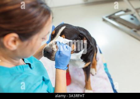 Tierärztliche Untersuchung und Behandlung verletzter Hundepfoten in der Tierarztpraxis Stockfoto