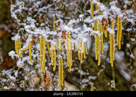 Der Winter ist zurück. Schnee bedeckt die Äste einer blühenden Korkenzieherhasel. Siegsdorf Bayern Deutschland *** Winter ist zurück Schnee bedeckt die Zweige einer blühenden Korkenzieherhasel Siegsdorf Bayern Deutschland Copyright: XRolfxPossx Stockfoto