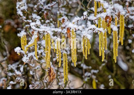 Der Winter ist zurück. Schnee bedeckt die Äste einer blühenden Korkenzieherhasel. Siegsdorf Bayern Deutschland *** Winter ist zurück Schnee bedeckt die Zweige einer blühenden Korkenzieherhasel Siegsdorf Bayern Deutschland Copyright: XRolfxPossx Stockfoto