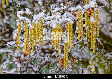 Der Winter ist zurück. Schnee bedeckt die Äste einer blühenden Korkenzieherhasel. Siegsdorf Bayern Deutschland *** Winter ist zurück Schnee bedeckt die Zweige einer blühenden Korkenzieherhasel Siegsdorf Bayern Deutschland Copyright: XRolfxPossx Stockfoto