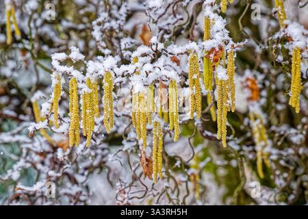Der Winter ist zurück. Schnee bedeckt die Äste einer blühenden Korkenzieherhasel. Siegsdorf Bayern Deutschland *** Winter ist zurück Schnee bedeckt die Zweige einer blühenden Korkenzieherhasel Siegsdorf Bayern Deutschland Copyright: XRolfxPossx Stockfoto
