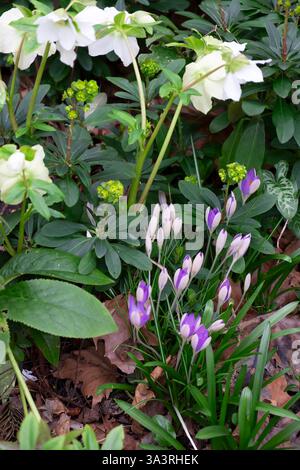 Schöne lila-malvenfarbene Krokusblüten im Frühling und mit weißen Hellebores London Garten Februar 2025 England Großbritannien KATHY DEWITT Stockfoto