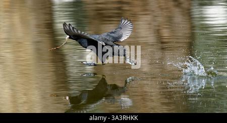 Foulque Macroule Courant sur l'eau - Fulica atra - eurasischer Coot, der auf dem Wasser läuft Stockfoto