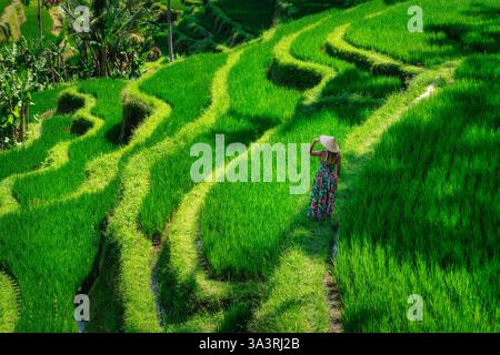 Eine lebendige und malerische Szene mit üppigen Reisterrassen, die eine engagierte Landwirtin zeigt, die sich sorgfältig um grüne Pflanzen kümmert, Bali, Indonesien Stockfoto
