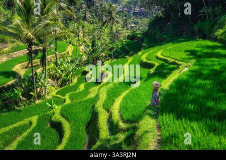 Eine Frau genießt einen atemberaubenden Blick auf die üppigen, grünen Reisterrassen, die ein atemberaubend schönes Muster in einer tropischen Umgebung, Bali, Indonesien, schaffen Stockfoto