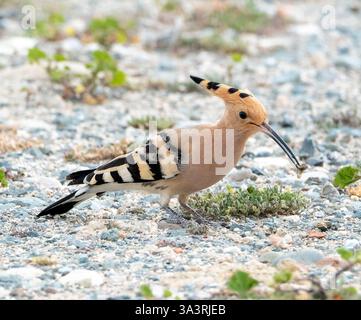 Eurasischer Wiedehopf (Upupa epops), der Schnecken fresst, Kouklia, Zypern Stockfoto