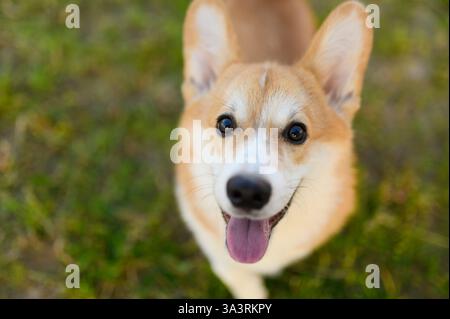Lustiges Porträt des süßen walisischen Corgi-Hundes, der in die Kamera schaut, mit der Zunge auf Grashintergrund hängt, oberer Winkel. Konzept für Hundeprodukte, Tierpflege. Stockfoto