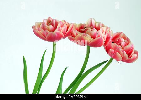 Drei hellrosafarbene Doppelpfingstrosen-Tulpen mit cremefarbenen Blütenblatträndern stehen nebeneinander in einem hellen Studiobild vor weißem Hintergrund. Kopierbereich. Stockfoto