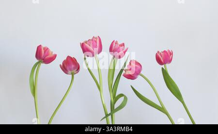 Eine Gruppe rosafarbener Doppelpfingstrosen-Tulpen, die sich an ihren Stielen beugen, geraffte Blütenblätter entfaltet. Einfaches, frisches Studiobild; weißer Hintergrund. Kopierbereich. Stockfoto
