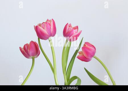 Eine Gruppe rosafarbener Doppelpfingstrosen-Tulpen, die sich an ihren Stielen beugen, geraffte Blütenblätter entfaltet. Einfaches, frisches Studiobild; weißer Hintergrund. Kopierbereich. Stockfoto