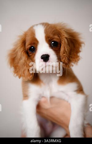 Die Frau hält das neue süße Kavalier King Charles Spaniel Welpen in den Armen, das Welpe blickt in den Rahmen, Nahaufnahme. Liebe und Pflege für Tiere, geliebtes Haustier. Ve Stockfoto