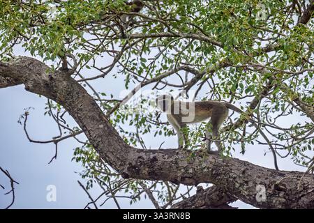 Ein Rotvetaffen (Chlorocebus pygerythrus) in einem Baum, Sabi Sand Game Reserve, am Kruger National Park im Lowveld von Mpumalanga, Südafrika Stockfoto
