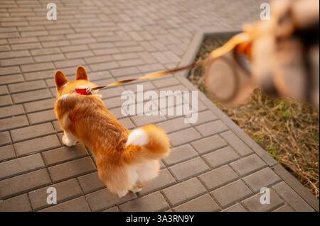 Der walisische Corgi spaziert auf einem gepflasterten Weg, eine Frau hält die Leine, und man sieht den Sonnenuntergang an einem sonnigen Tag aus erster Hand. Business-Konzept für Hundespaziergänge, Haustiersitze Stockfoto