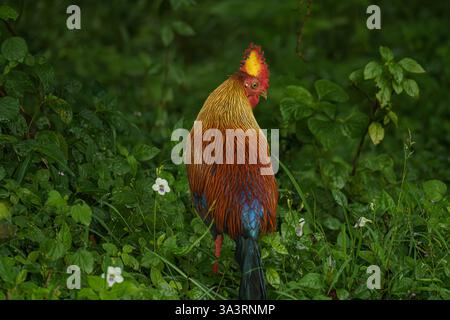 Das Bild zeigt einen Sri-lankischen Dschungelvogel (Gallus lafayettii), den Nationalvogel Sri Lankas, der in freier Wildbahn im Yala-Nationalpark, South COAs, steht Stockfoto