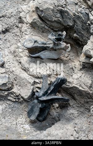 Dinosaurierwirbel werden an einer Grabstelle am Jurassic National Monument in Utah ausgestellt. Stockfoto