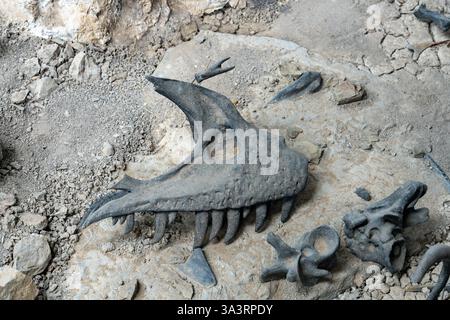 Ein junger allosaurus-Schädel und Wirbel, der an einer Grabstelle am Jurassic National Monument in Utah ausgestellt wurde. Stockfoto