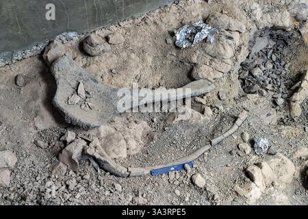 Dinosaurierrierkette und -Skapula werden an einer Ausgrabungsstätte am Jurassic National Monument in Utah ausgestellt. Stockfoto