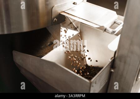 Frisch geröstete Kaffeebohnen nach dem Rösten eingießen. Professionelle Kaffeebohnen-Ausrüstung. Kaffeeröstung im Werk Stockfoto