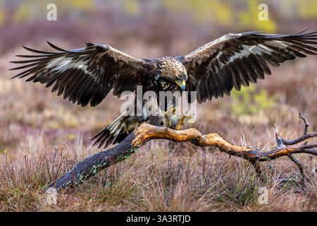 Europäischer Goldadler (Aquila chrysaetos chrysaetos chrysaetos) landet auf einem Zweig mit ausgebreiteten Flügeln im Moor/Heide Stockfoto