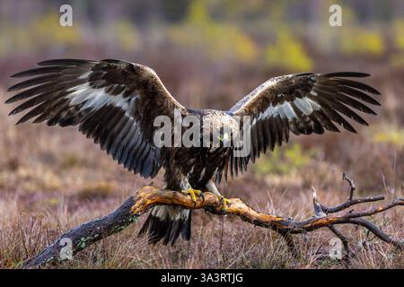 Europäischer Goldadler (Aquila chrysaetos chrysaetos chrysaetos) landet auf einem Zweig mit ausgebreiteten Flügeln im Moor/Heide Stockfoto