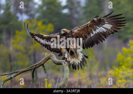 Europäischer Goldadler (Aquila chrysaetos chrysaetos chrysaetos) landet auf einem Zweig mit ausgebreiteten Flügeln im Moor/Heide Stockfoto