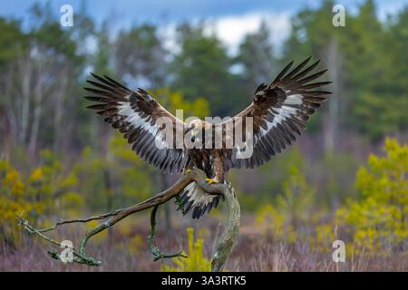 Europäischer Goldadler (Aquila chrysaetos chrysaetos chrysaetos) landet auf einem Zweig mit ausgebreiteten Flügeln im Moor/Heide Stockfoto