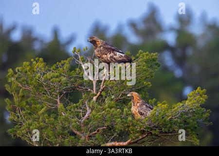 Europäischer Goldadler (Aquila chrysaetos chrysaetos chrysaetos), erwachsenes Paar, das im Winter in Kiefern im Nadelwald thront Stockfoto