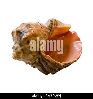 Leere Schale aus rapana venosa auf weißem Hintergrund Nahaufnahme. Stockfoto