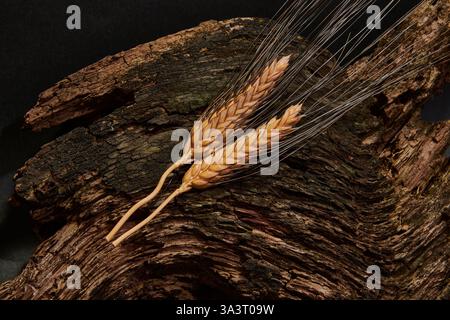 Eine Nahaufnahme von zwei Weizenstängeln auf schwarzem hölzernem Hintergrund. Stockfoto