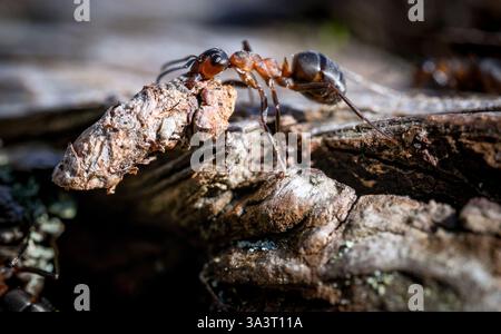 Südliche Holzameisen (Formica rufa) Nahmakro von Arbeiterameisen, die Material ins Nest tragen. Diese Ameisen wurden im New Forest England fotografiert Stockfoto