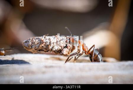 Südliche Holzameisen (Formica rufa) Nahmakro von Arbeiterameisen, die Material ins Nest tragen. Diese Ameisen wurden im New Forest England fotografiert Stockfoto