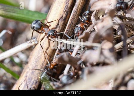 Südliche Holzameisen (Formica rufa) Nahmakro von Arbeiterameisen, die Material ins Nest tragen. Diese Ameisen wurden im New Forest England fotografiert Stockfoto