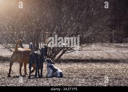 Drei Hunde riechen sich in einem Leinen-Hundepark Stockfoto