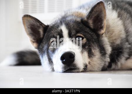 Husky-Hund, der zu Hause auf dem Boden liegt Stockfoto
