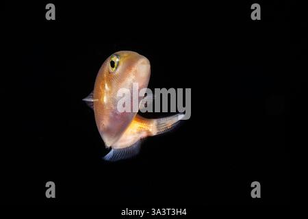 Dieses Bild war eine Meile vor der Insel Yap bei Nacht mit der unteren 1000 m unter erfasst. Bei nur zwei Zentimeter in der Länge der nach La. Stockfoto