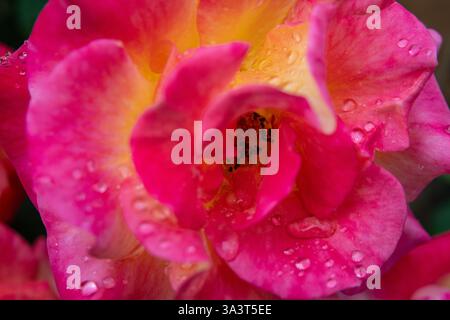 Leuchtende rosa und gelbe Rose in voller Blüte mit zarten Wassertropfen auf den Blütenblättern Stockfoto