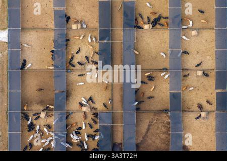 Viehhaltung mit Fleischkühen. Viehfütterung auf Futterplätzen im ländlichen Raum Floridas Stockfoto