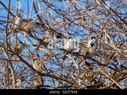 Mehrere Spatzen sitzen auf einem Baum in Japan Stockfoto