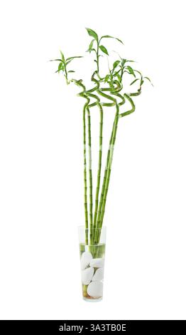 Dekorative grüne Bambusstiele in Vase auf weißem Hintergrund Stockfoto